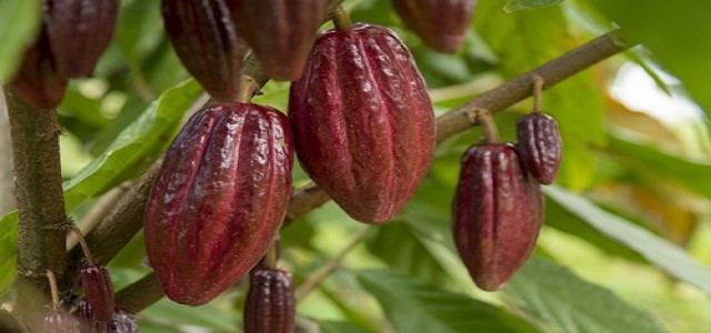 Africa hopes for chocolate rebound amidst massive cocoa harvests