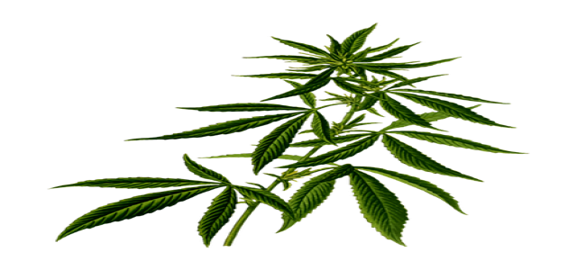 Labat collaborates with CSIR to manufacture hemp and medicinal cannabis