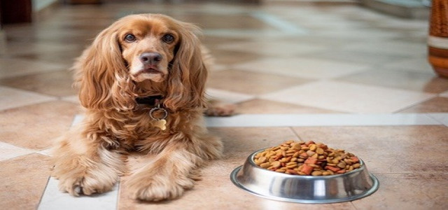 NUTRO launches ‘So Simple’ to offer uncomplicated, healthy meals for dogs